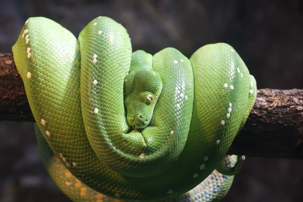 Snake at London Zoo