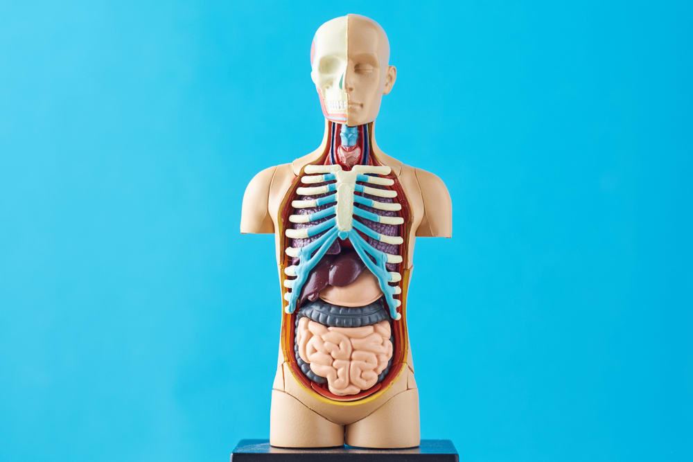 Anatomical model of the human body