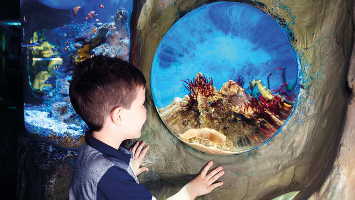 Sea Life Aquário de Londres