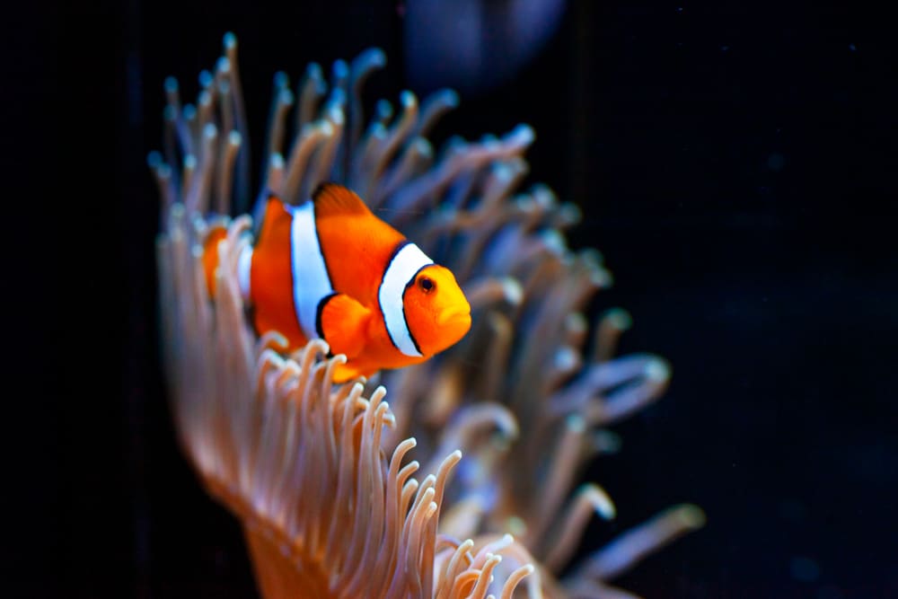 Clown fish in an aquarium