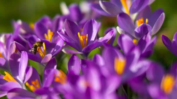Detalle de flores violetas con una abeja. Una semana en Los Ángeles.