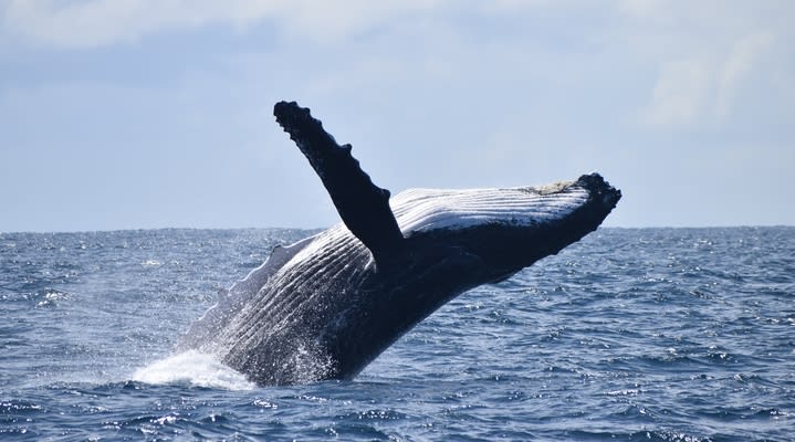 Ballena jorobada en Los Ángeles. 