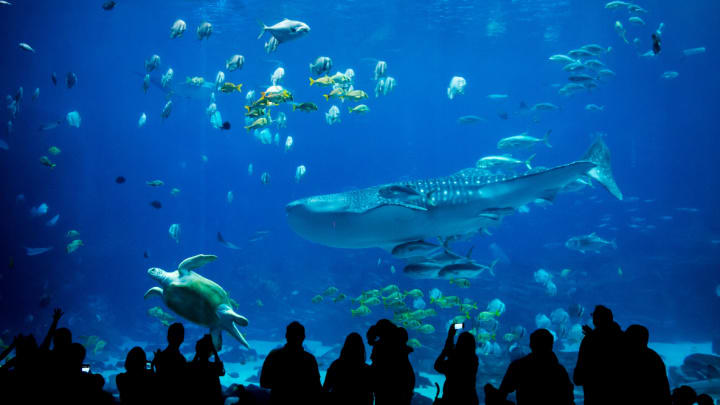 Besucher*innen im Aquarium of the Pacific