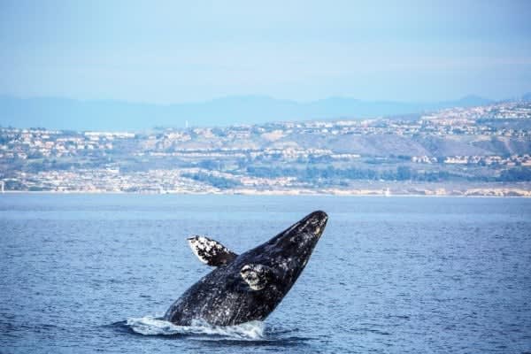Crucero de avistamiento de ballenas en Los Ángeles. Cosas que hacer en febrero en Los Ángeles.