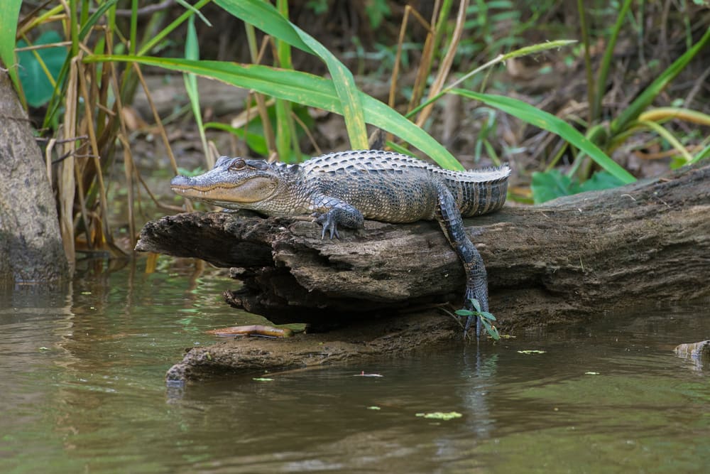 Swamp alligator basking on a log