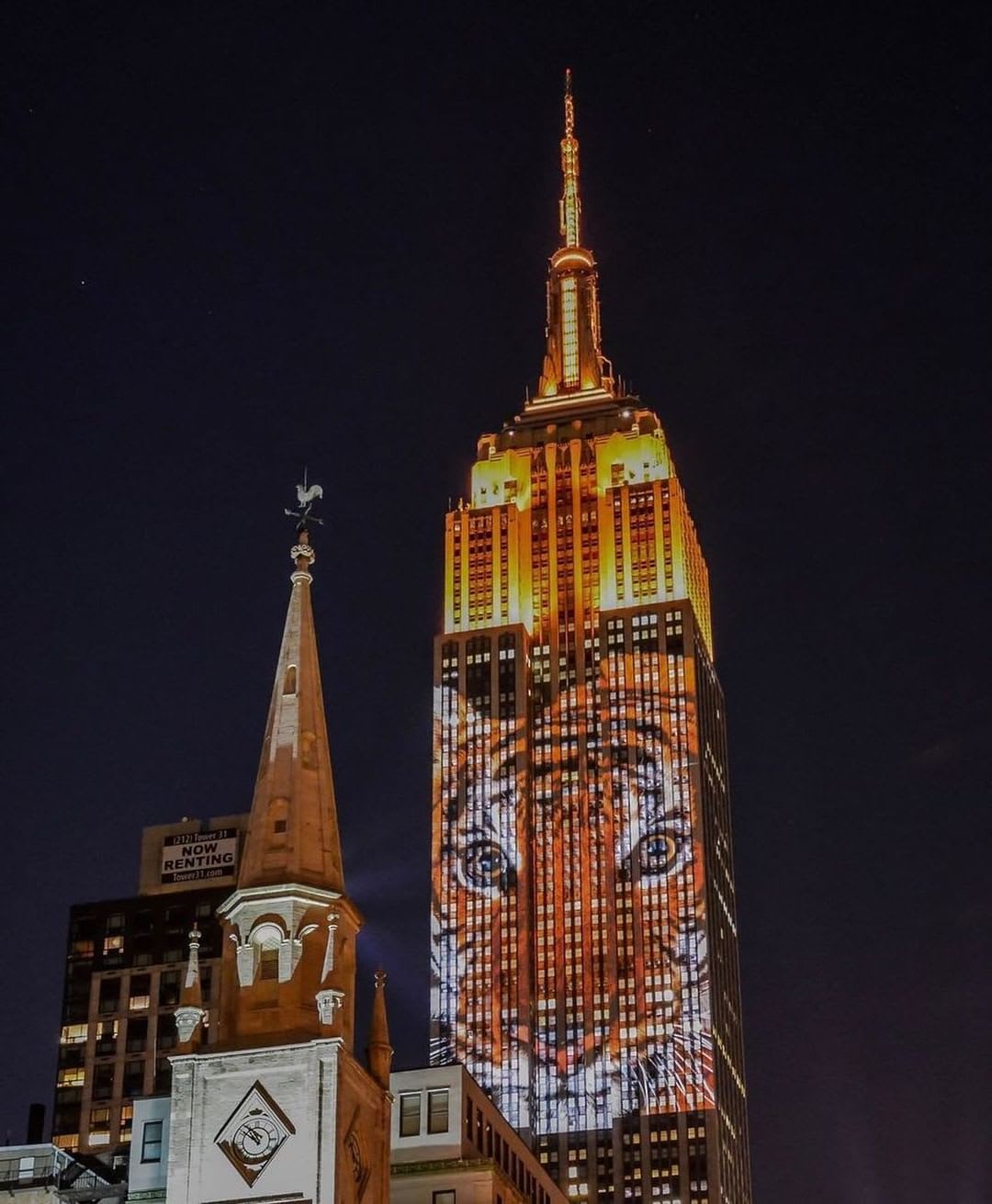 Tiger on the Empire State Building