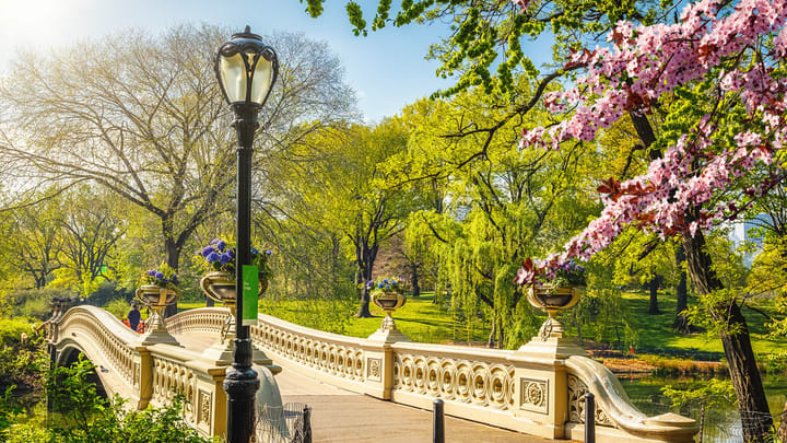 A view of blossom trees in Central Park, NY