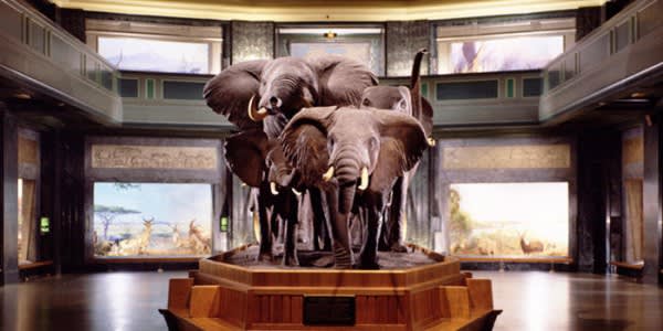 los elefantes del museo americano de historia natural