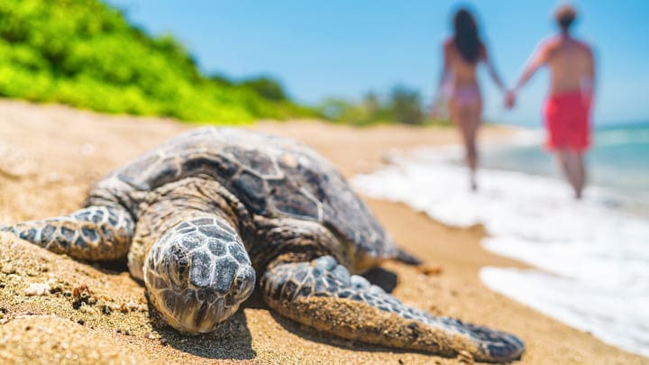 A sea turtle on the beach in Hawaii