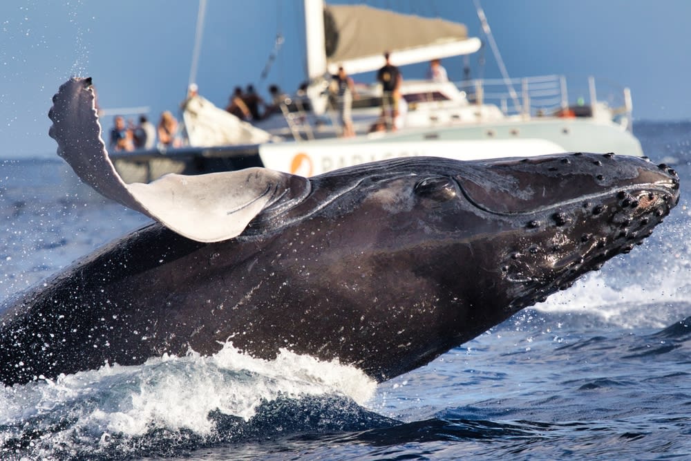 Humpback whale breaching next to a sightseeing boat