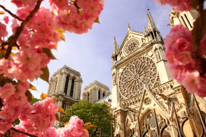 Catedral de Notre Dame y cerezos en flor, París. Las mejores atracciones de París.