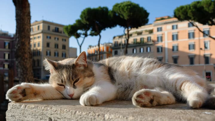 Gato echándose la siesta en Roma. La mejor estación para visitar Roma.