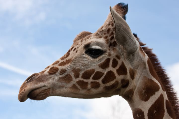 Jirafa en el Zoo de San Diego. Entrada gratis para niños en octubre en San Diego.