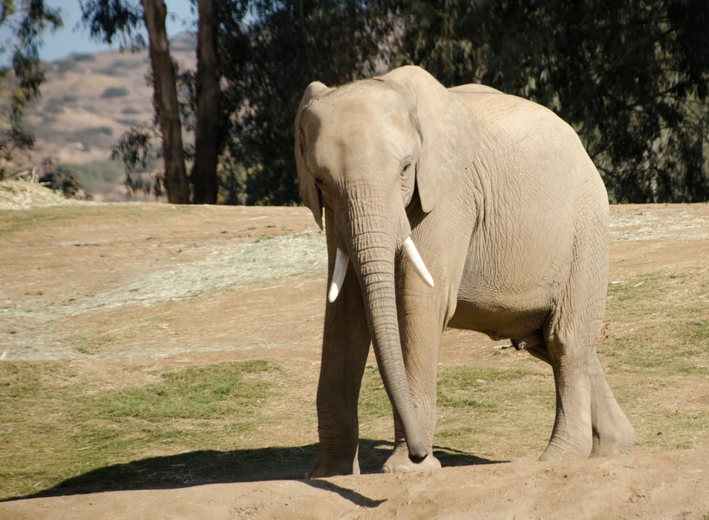 サンディエゴ・ズー・サファリパークのアフリカゾウ