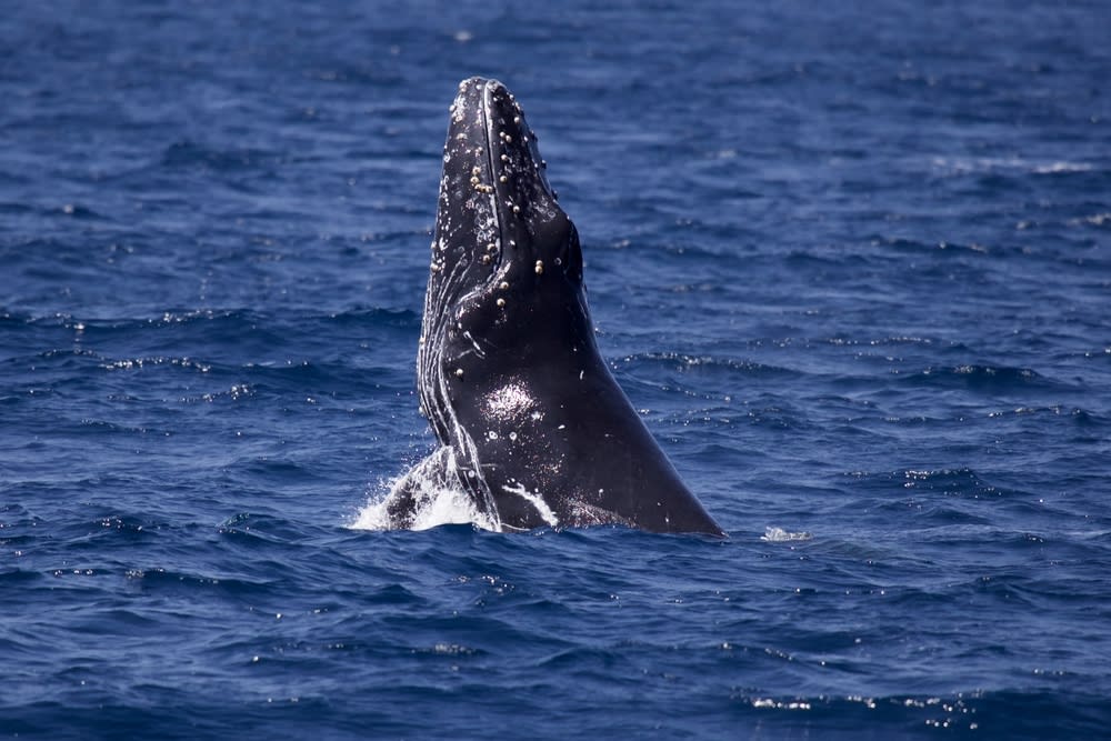 Une baleine bleue surgissant hors de l’eau près de San Diego