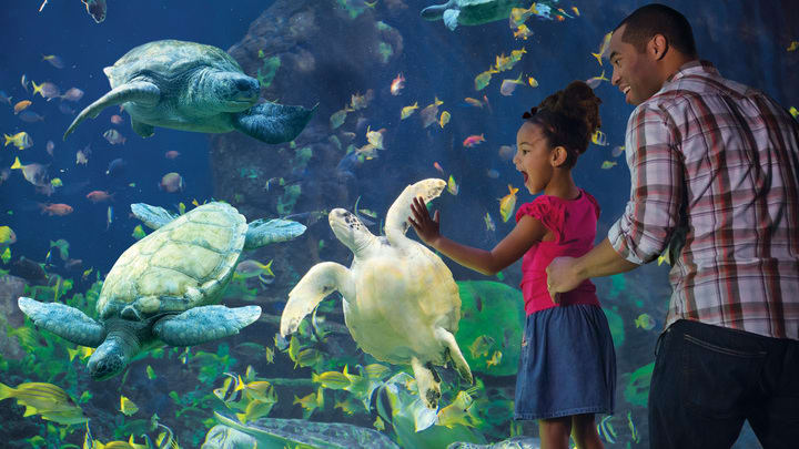 Kostenloser Eintritt im Kids Go Free Oktober in der Seaworld