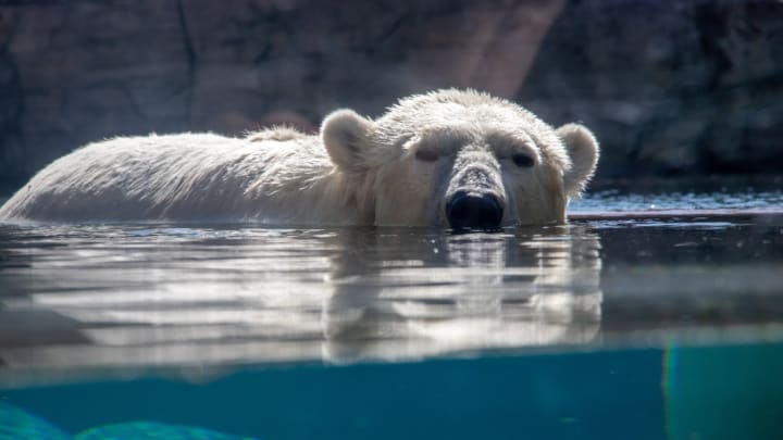 Polar Bear San Diego Zoo