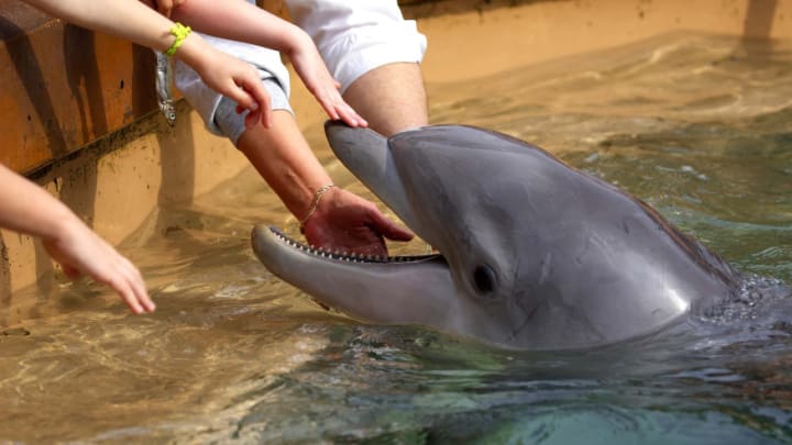 Dolphin at SeaWorld® San Diego