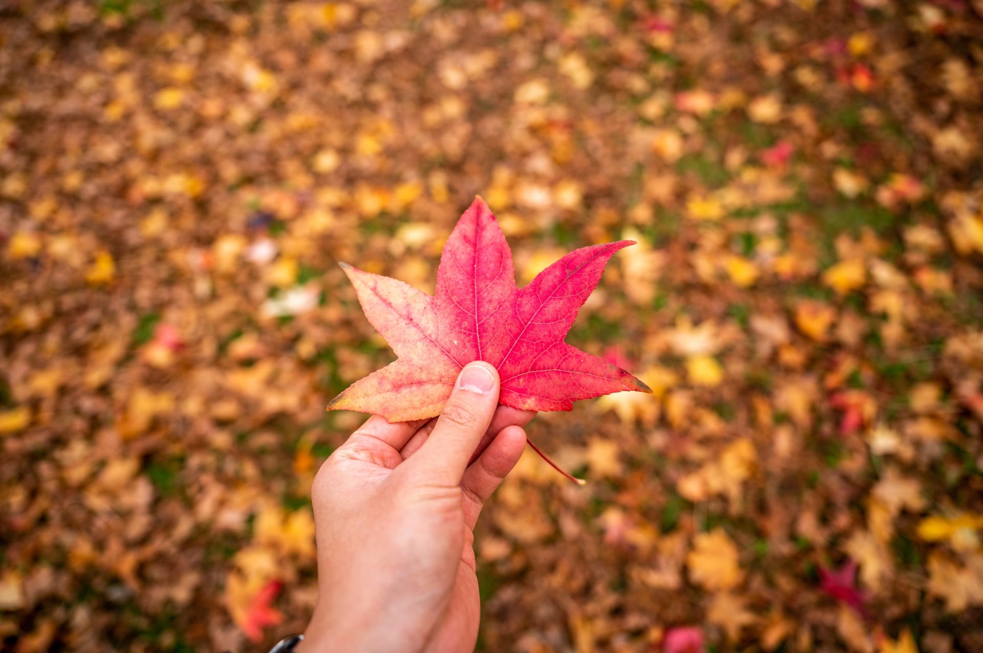 Ein Ahornblatt im Herbst
