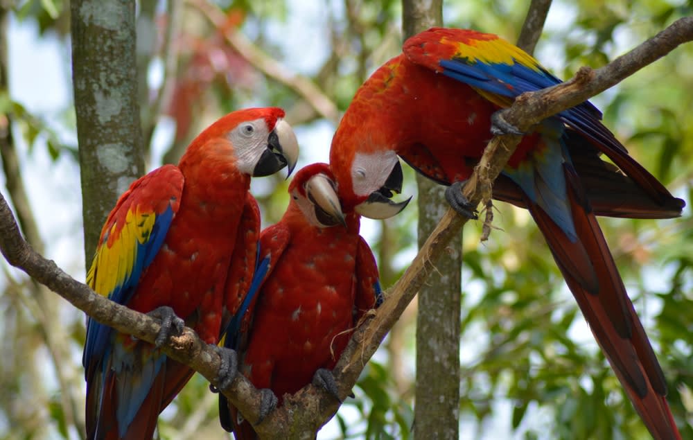 Papagaios coloridos no Bird Paradise em Singapura