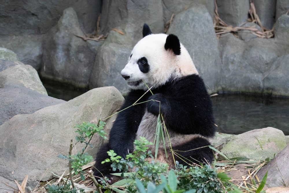 Panda-gigante no River Wonders