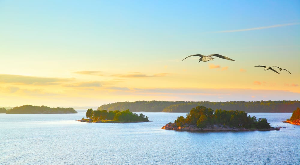 Seabirds over the Stockholm archipelago
