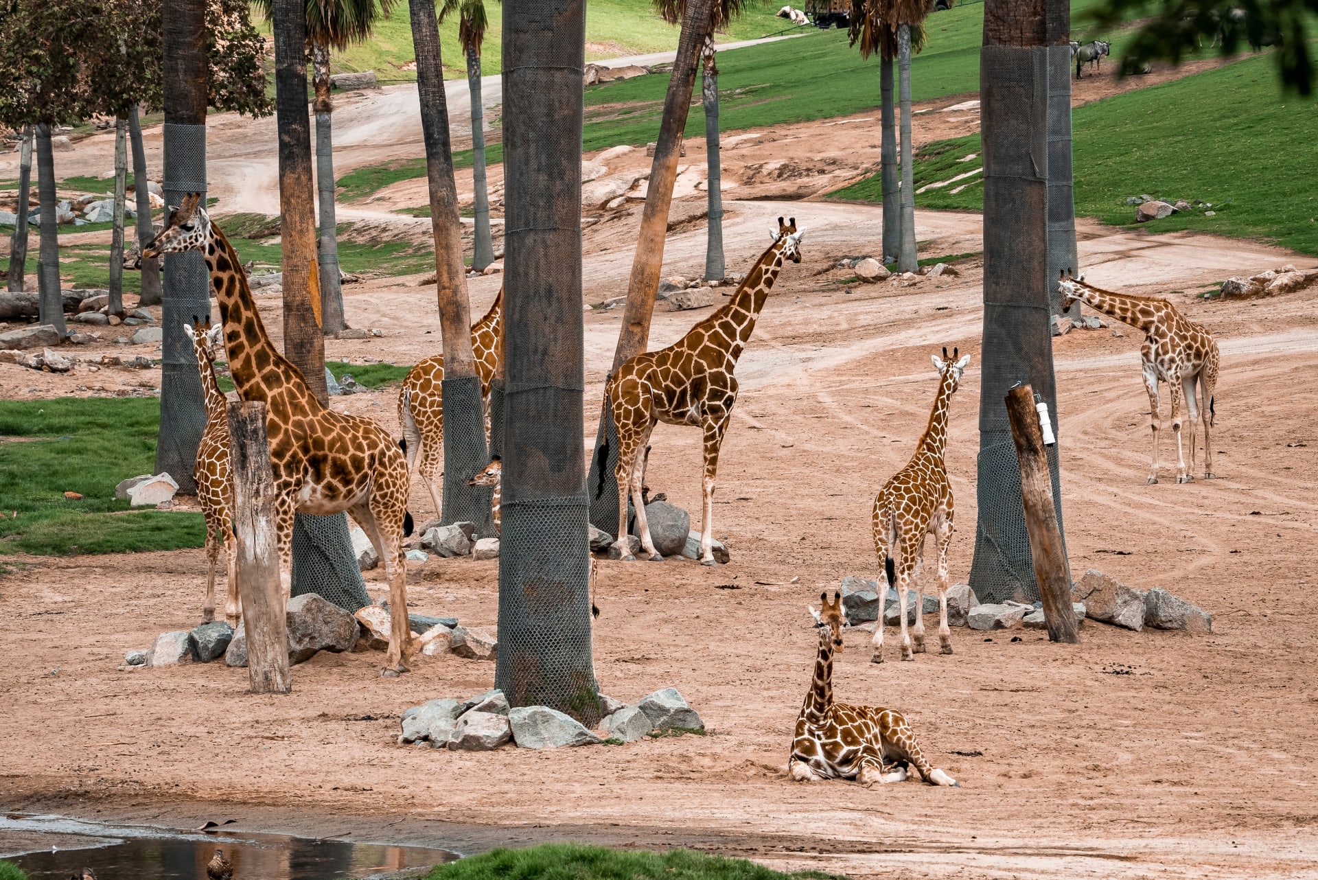giraffe-calves-by-palm-trees-on
