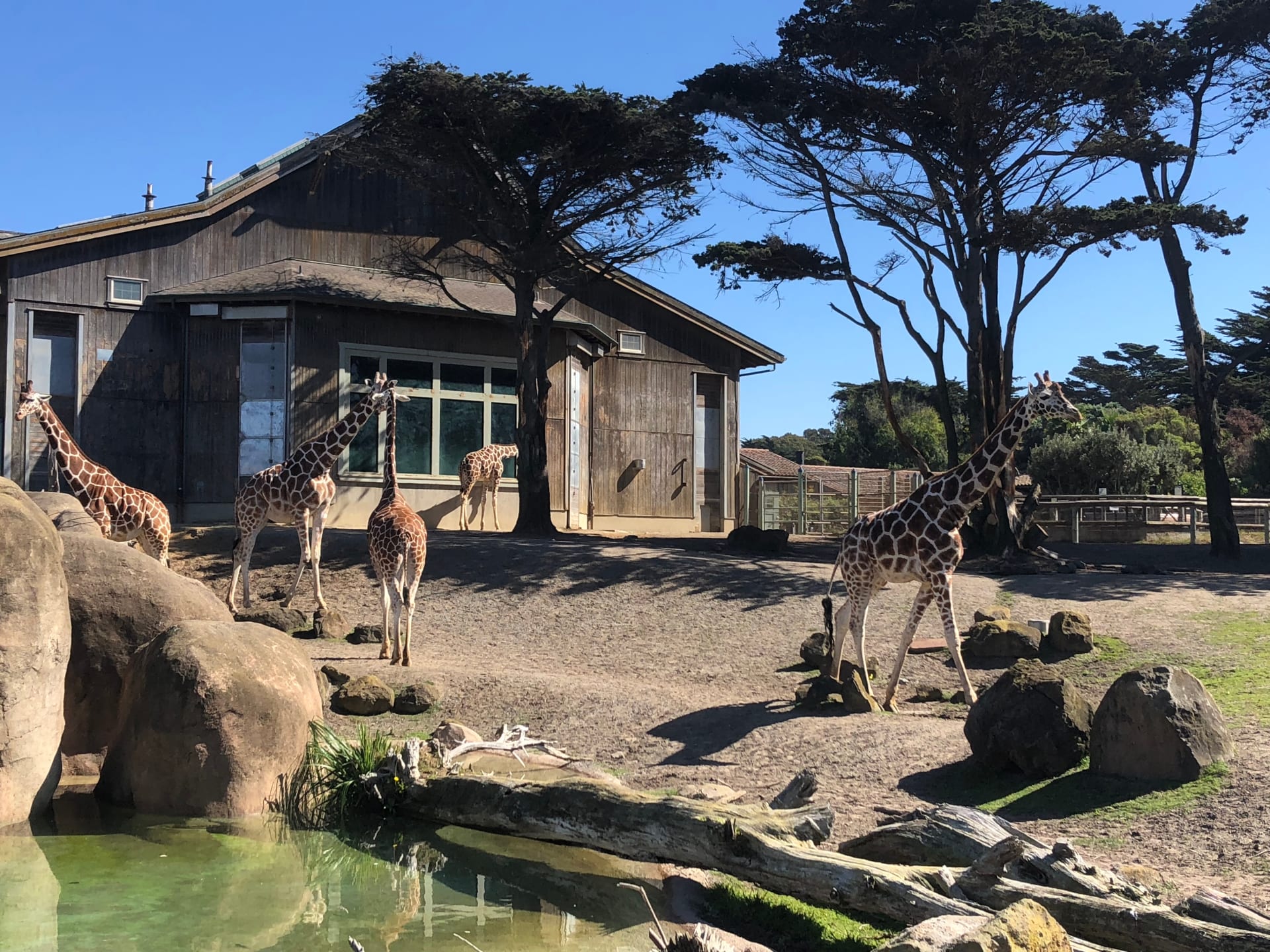 giraffes-sf-zoo