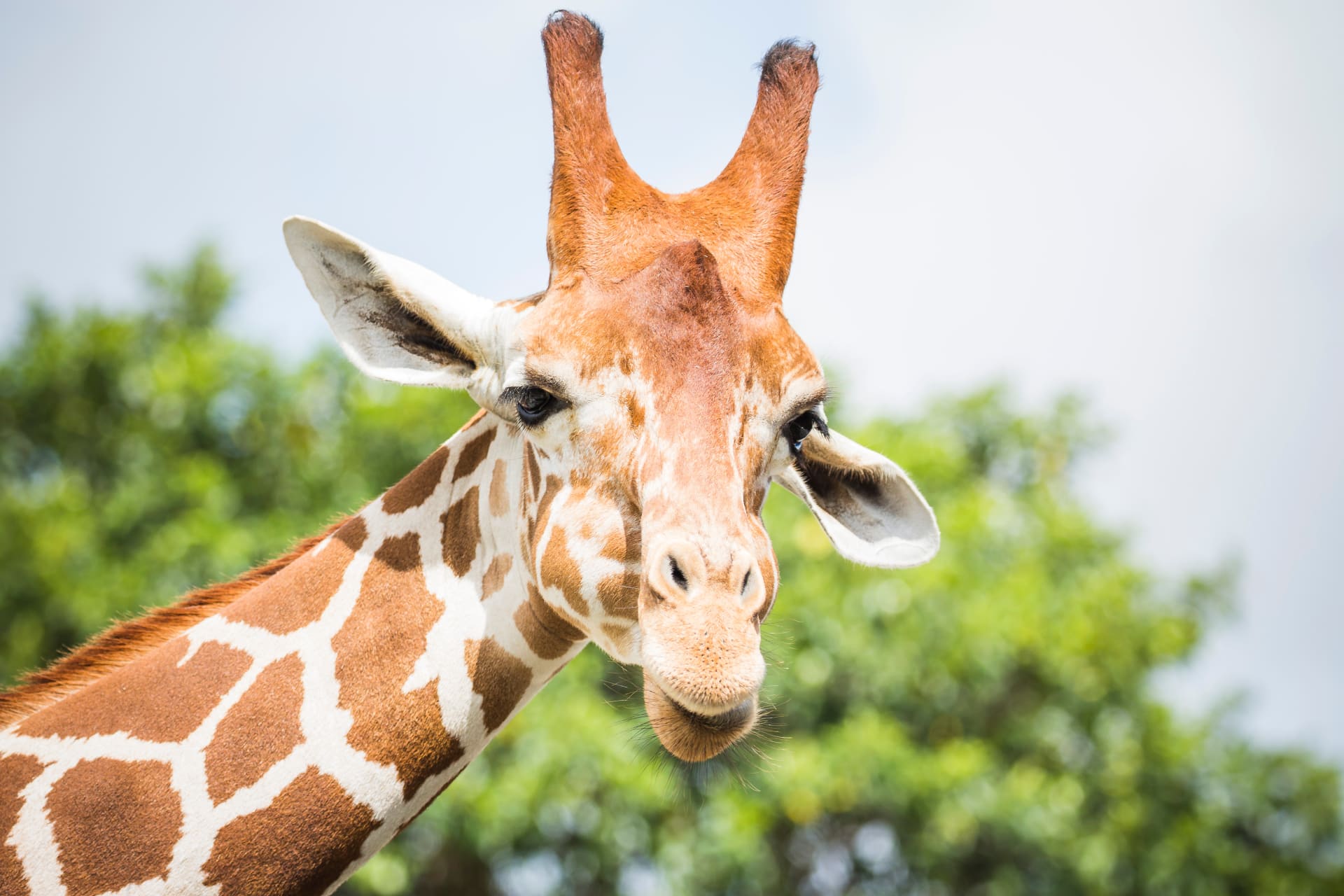 giraffes-zoo-miami-florida