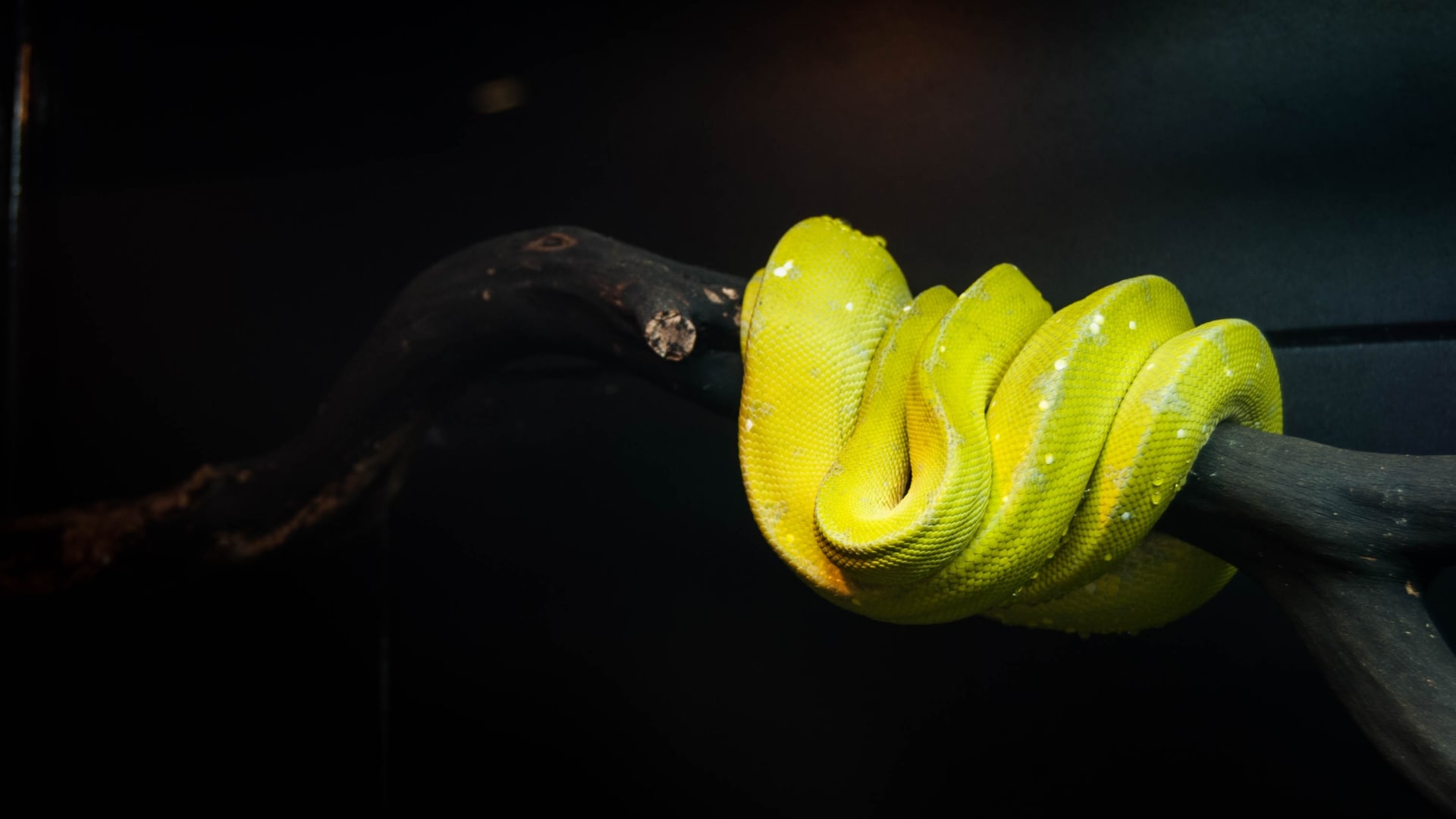 green-snake-california-academy-sciences