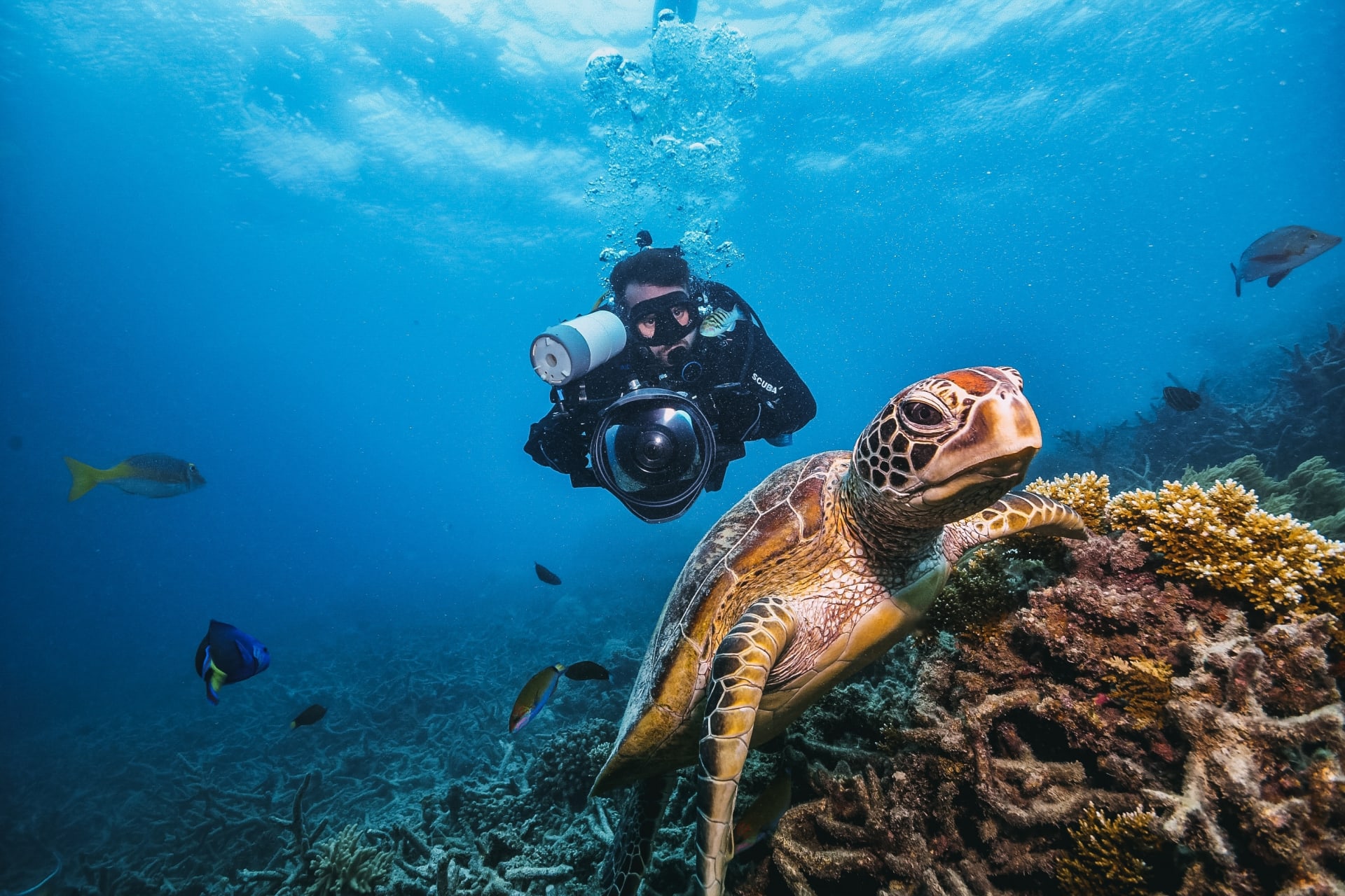 green-turtle-great-barrier-reef