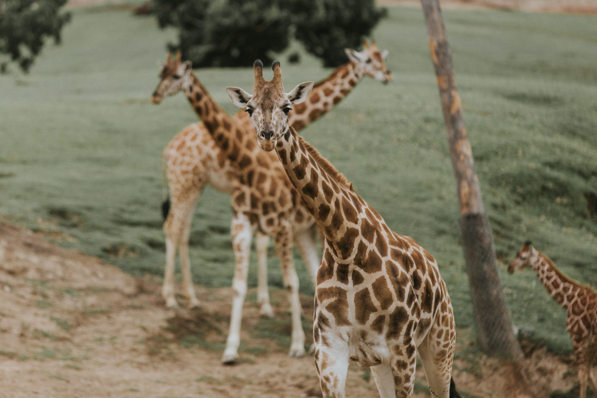 grop-giraffe-san-diego-zoo