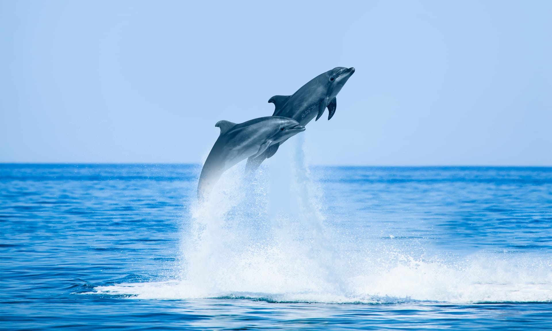 group-dolphins-jumping-on-water-beautiful