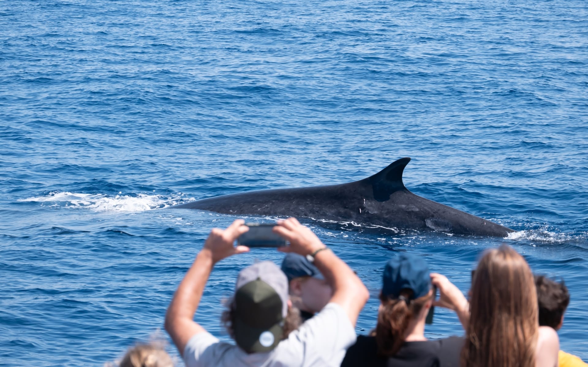 보트에서 고래를 촬영하고 있는 단체 관광객들