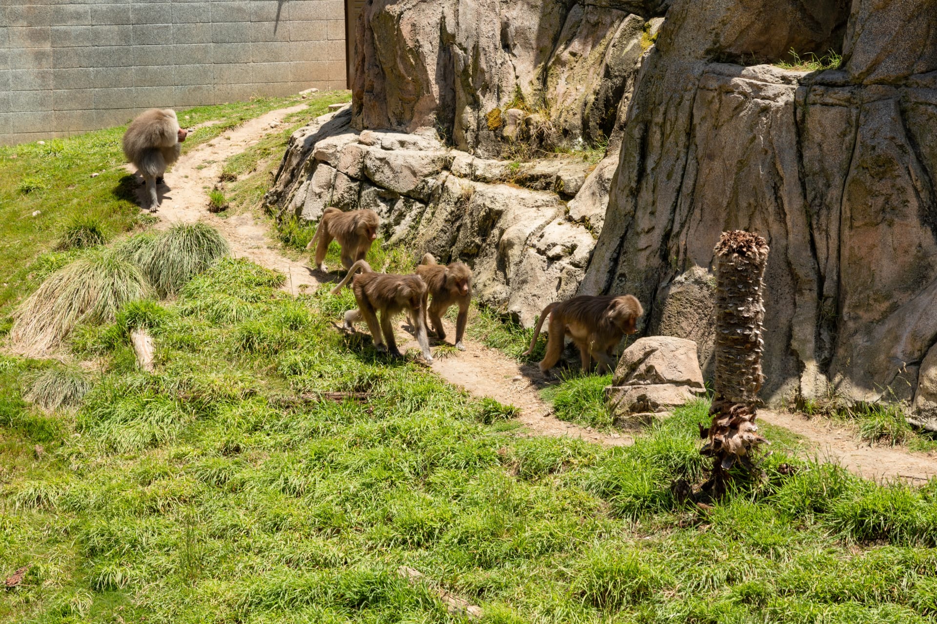 hamadryas_baboon_san_diego_zoo