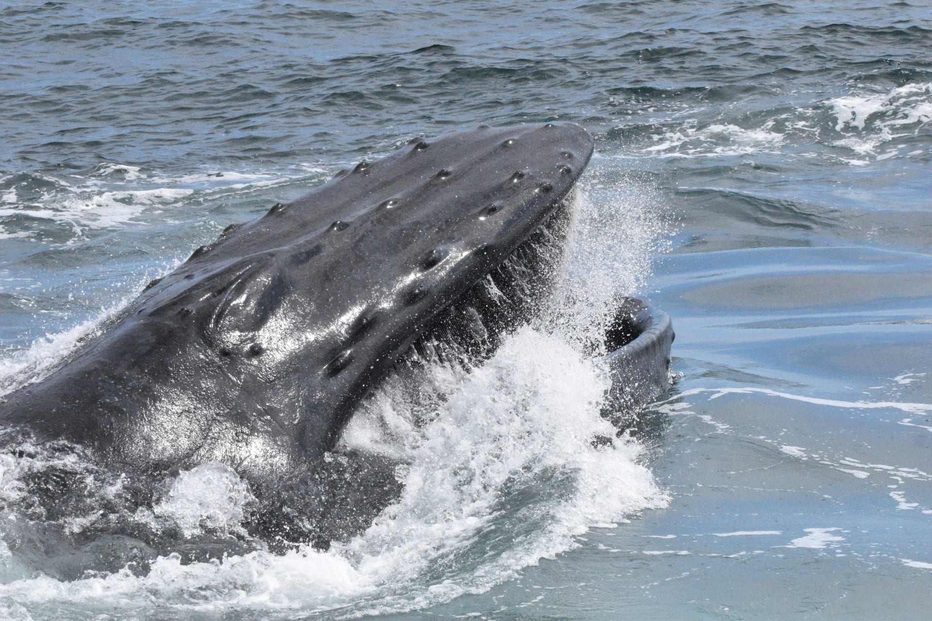 humpback-whale-feeding-during-watch
