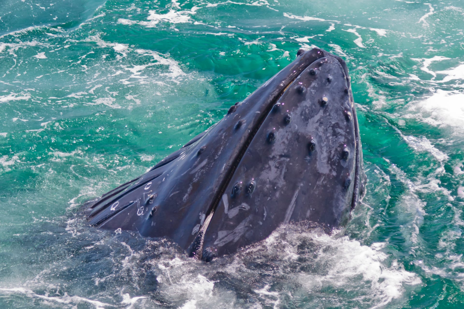 humpback-whale-feeding-off