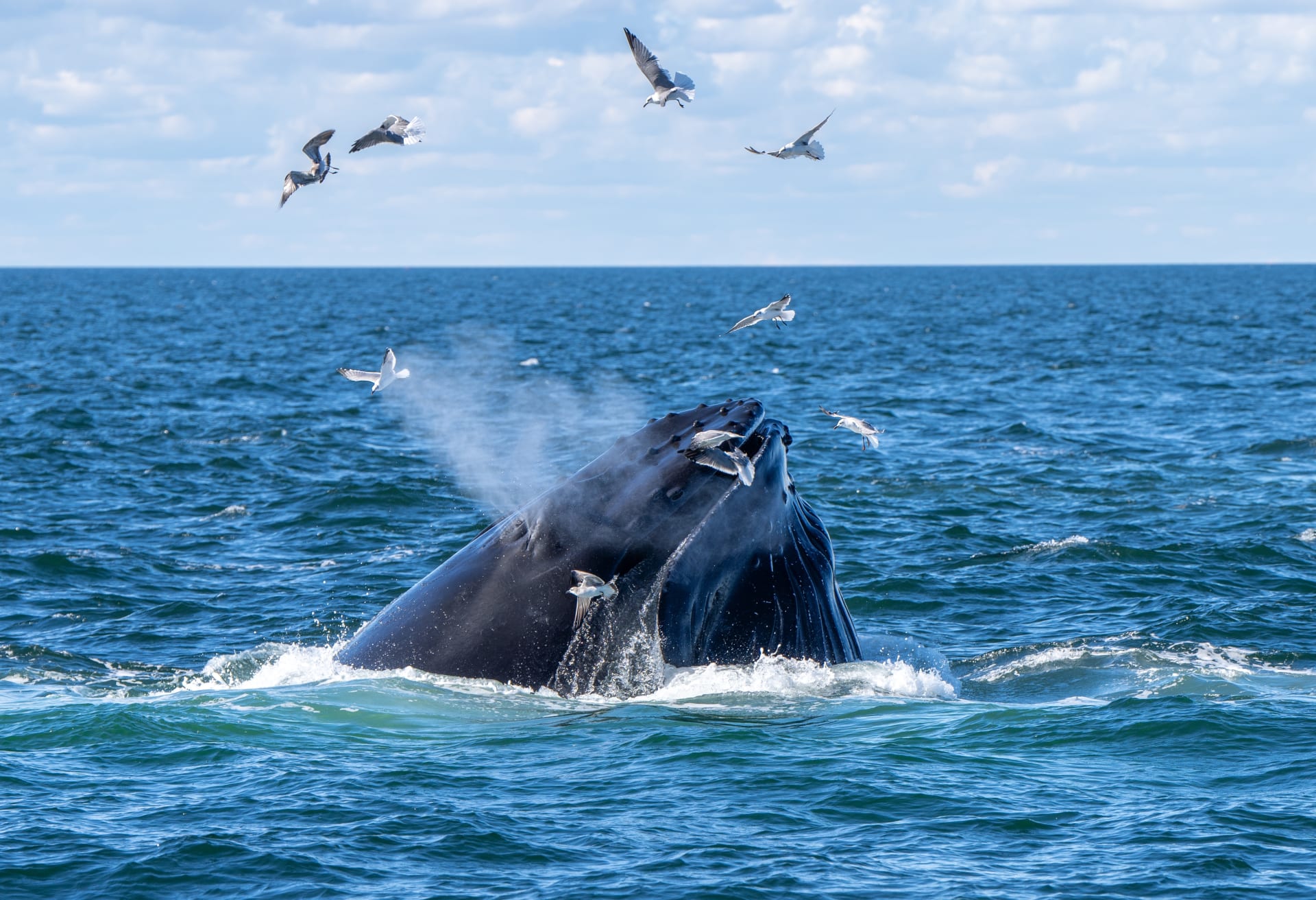 humpback-whale-surfacing-while-feeding