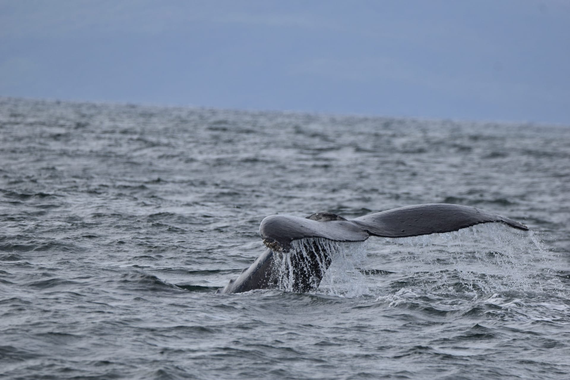 humpback-whale-tail