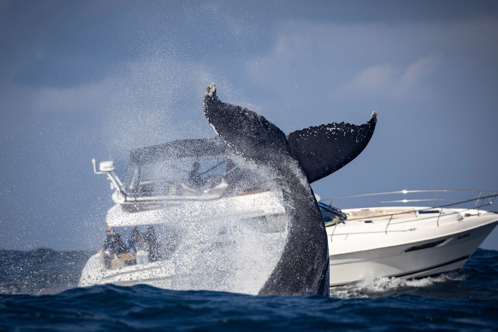 humpback-whale-tail-throw-recreational-boat