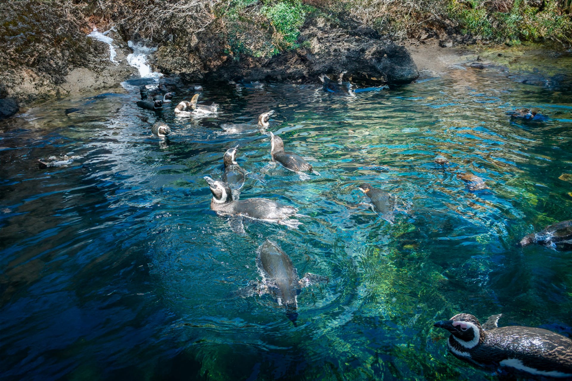 image-seen-sea-world-park-san-diego