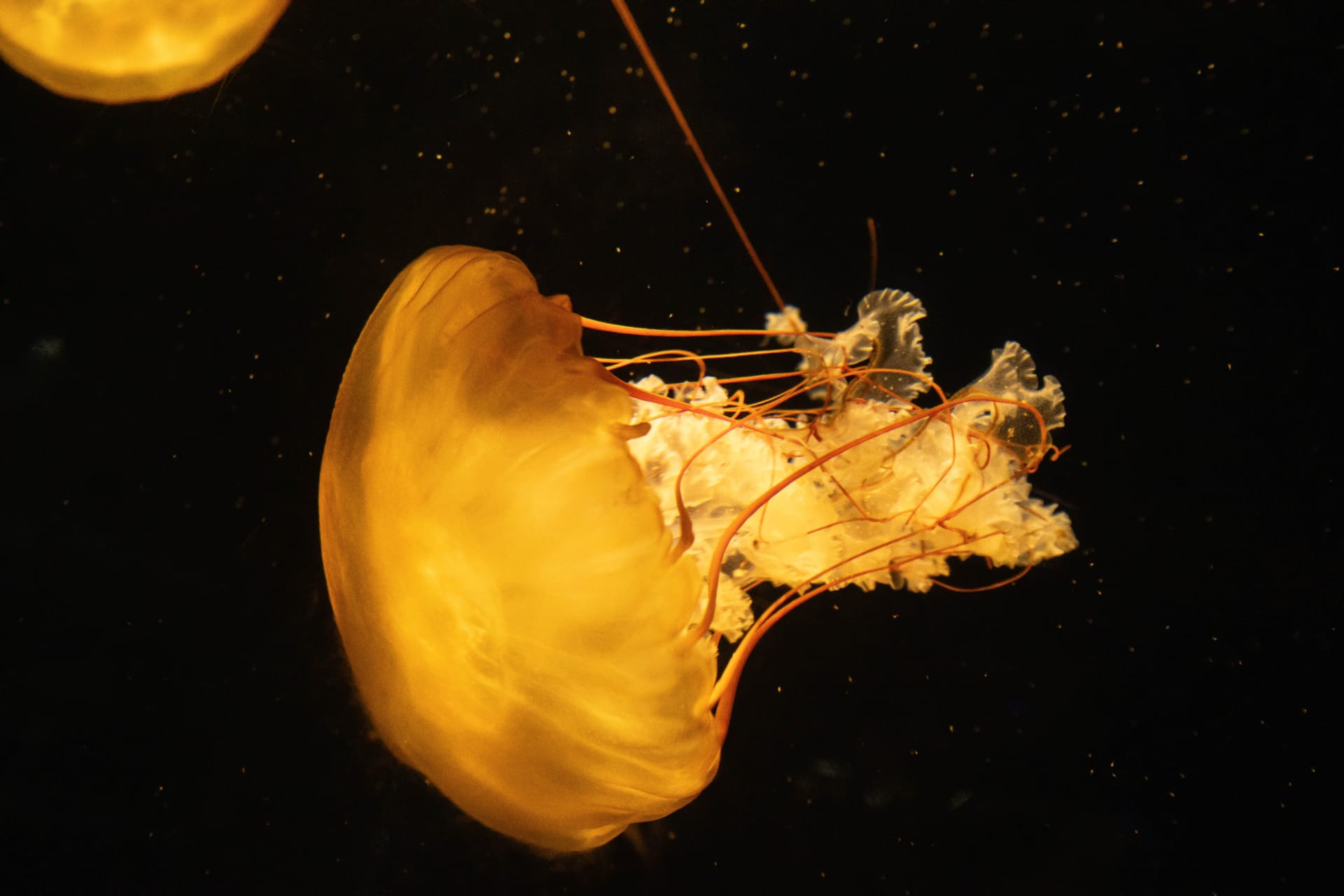 jellyfish-new-england-aquarium