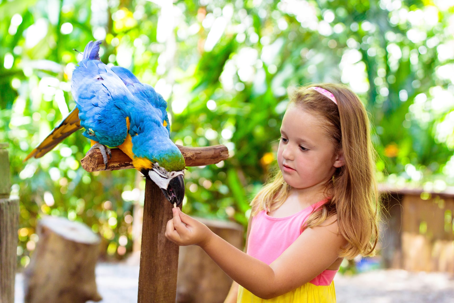 kid-feeding-macaw-parrot-tropical-zoo