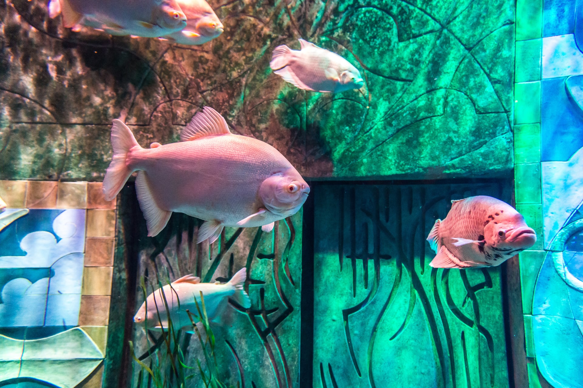 large-aquarium-dubai-united-arab-emirates