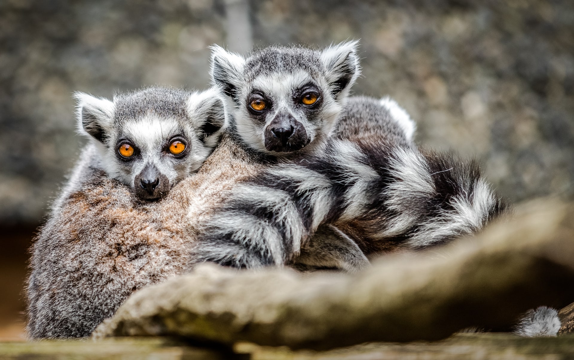lemurs-animals-london-zoo