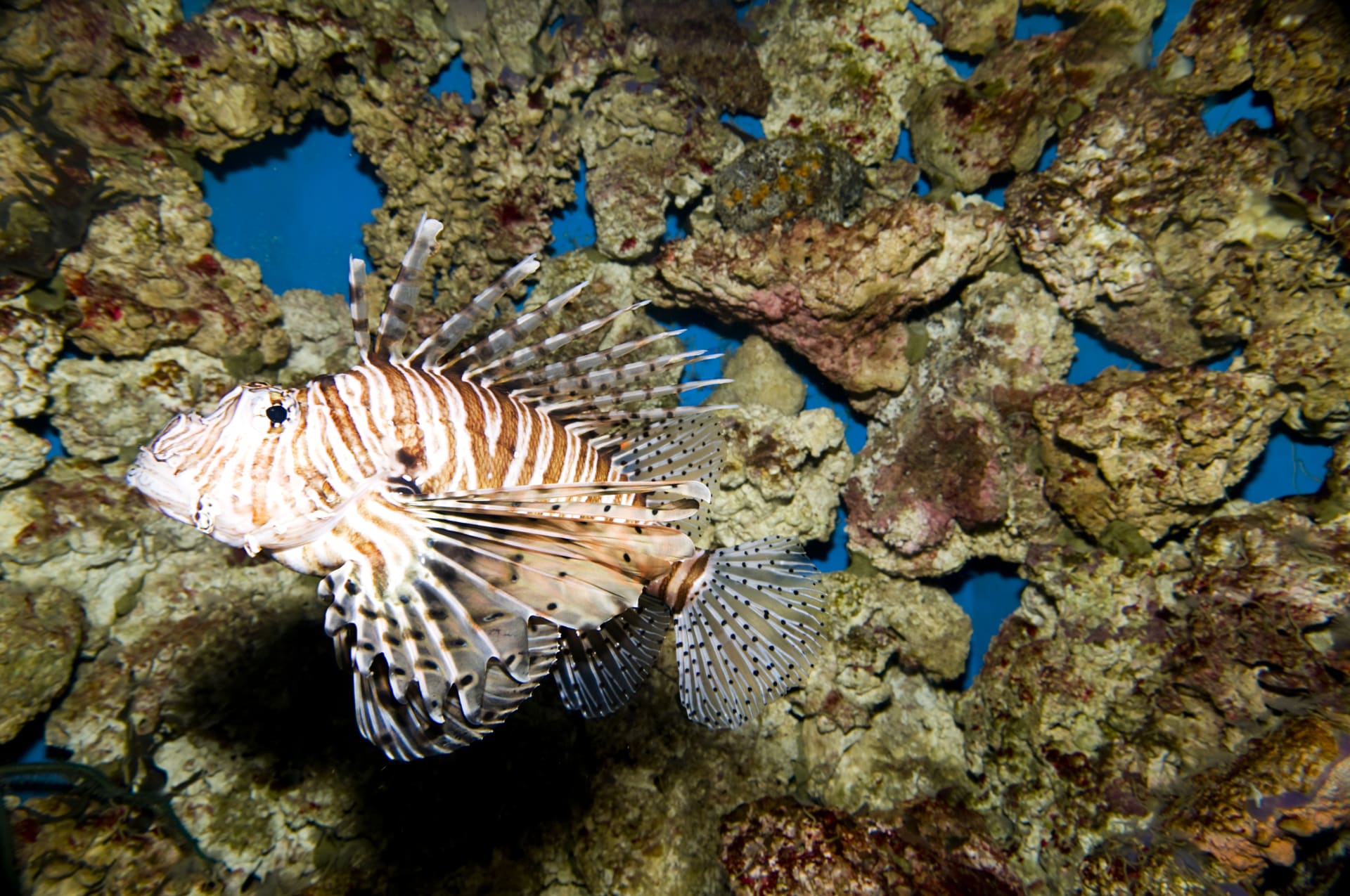 lionfish-san-diego-birch-aquarium