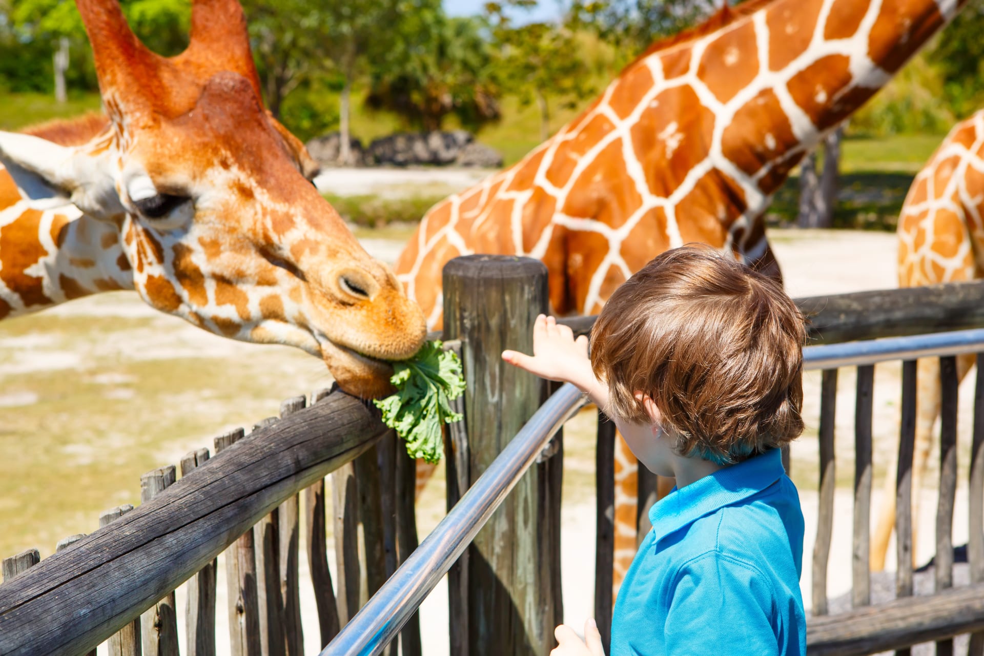 little-kid-boy-watching-feeding-giraffe