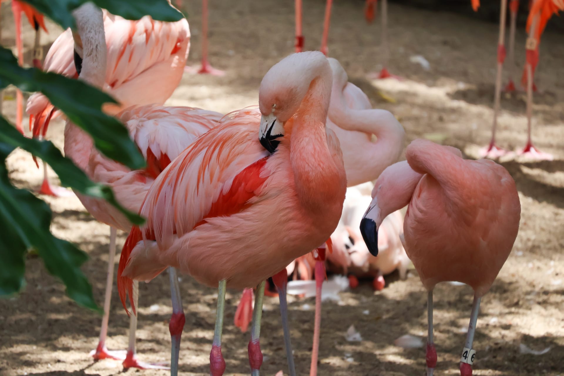 los-angeles-ca-zoo-flamingos