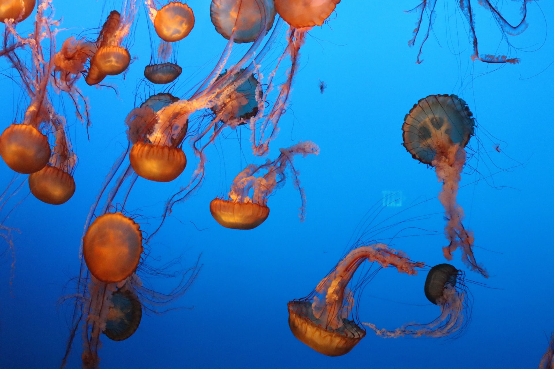 lovely-vibrant-jellyfish