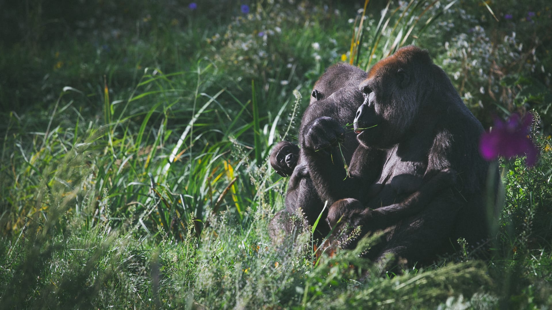 lowland-gorilla-family-dublin-zoo